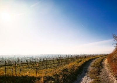 "tut gut" Wanderweg Rohrendorf - Route 2
