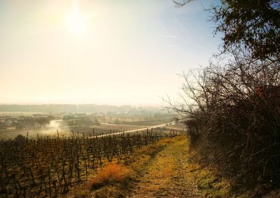 "tut gut" Wanderweg Rohrendorf - Route 2