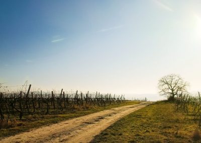 "tut gut" Wanderweg Rohrendorf - Route 2