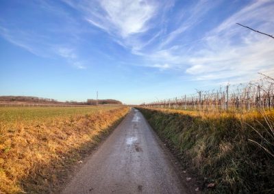 “tut gut” Wanderweg Grafenegg – Route 3: Durch die Weinberge zur Engabrunner Warte