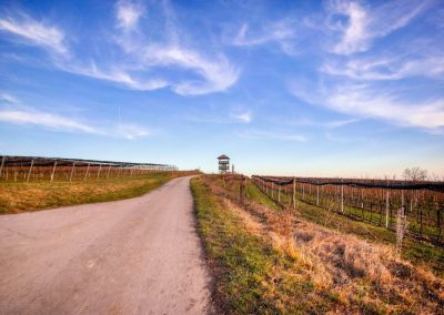 “tut gut” Wanderweg Grafenegg – Route 3: Durch die Weinberge zur Engabrunner Warte