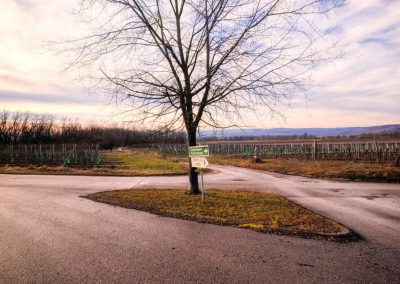 “tut gut” Wanderweg Grafenegg – Route 3: Durch die Weinberge zur Engabrunner Warte