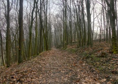 Droßer Wanderweg D5: Durch den Wald nach Lengenfeld - über Felder zurück