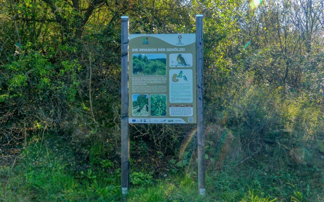 Der Waldentdeckungspfad im Naturpark Kamptal – Schönberg