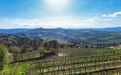 Krustettner Weinrieden Wanderwege: Glockenberg