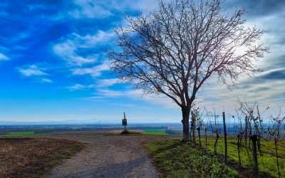 Von Königsbrunn über den Weinlehrpfad zum Wagramblick