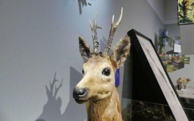 “Wildnis Stadt” im “Haus für Natur”