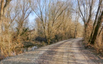 Der Mühlwasser-Kopfweidenweg in Altenwörth (ehem. Gartenschauweg 6c)