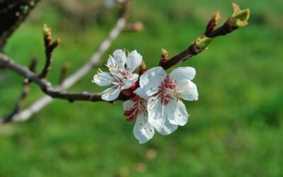 Wanderungen zur Marillenblüte