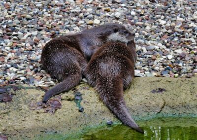 rostock zoo 001