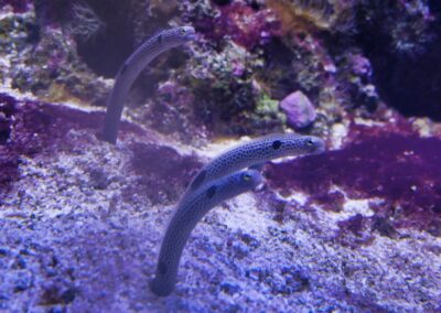 rostock zoo 004
