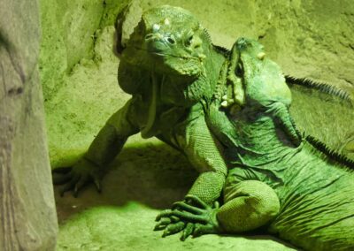 rostock zoo 011