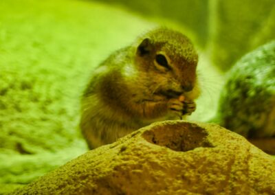 rostock zoo 012