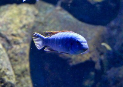 rostock zoo 013