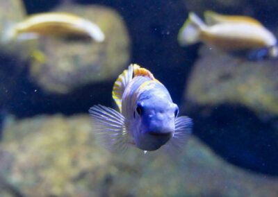 rostock zoo 014