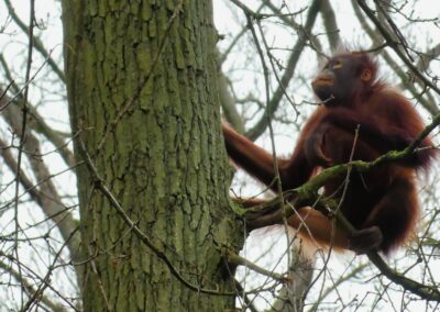 rostock zoo 019