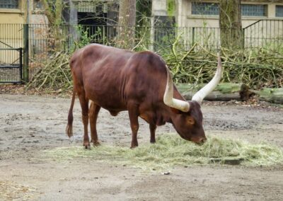 rostock zoo 020