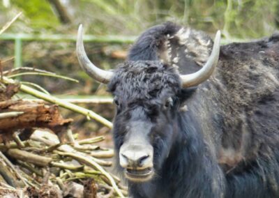 rostock zoo 023