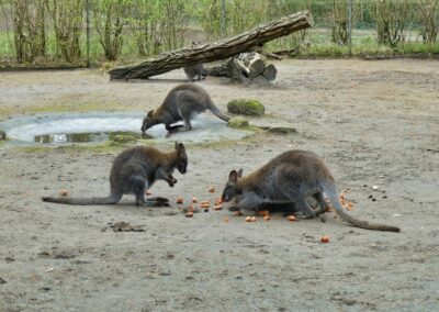 rostock zoo 025