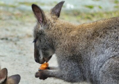 rostock zoo 026