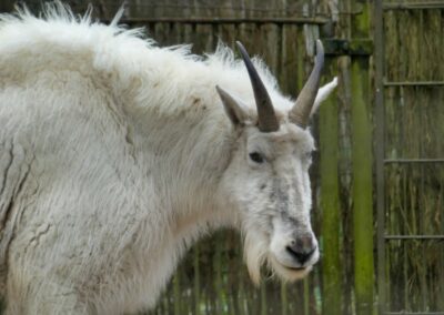rostock zoo 027