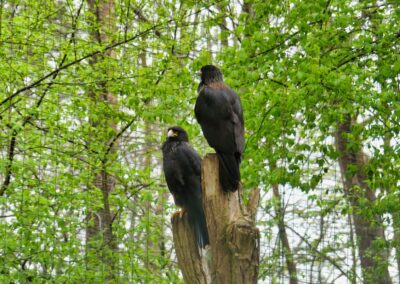 rostock zoo 028