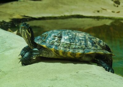 rostock zoo 029