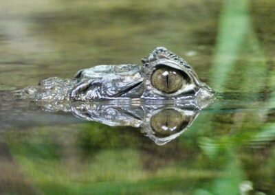 rostock zoo 030