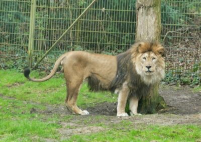 rostock zoo 032