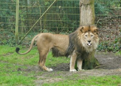 rostock zoo 033
