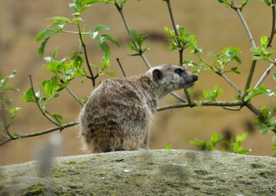 rostock zoo 039