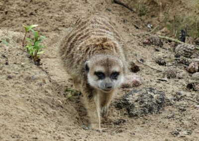 rostock zoo 040