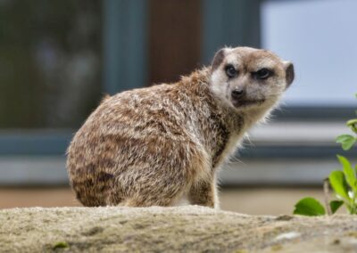 rostock zoo 041