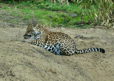 rostock zoo 042