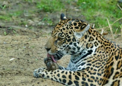rostock zoo 043