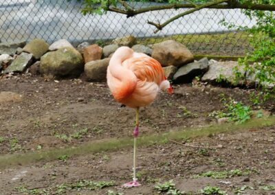 rostock zoo 044