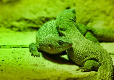 rostock zoo 045