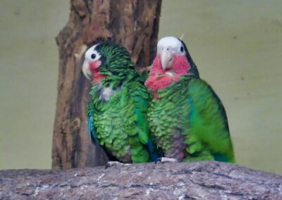 rostock zoo 046