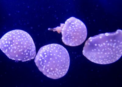 rostock zoo 049