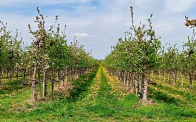Wanderungen zur Apfelblüte