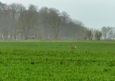 boiensdorfer werder 008
