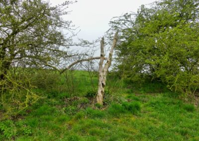 Wanderung auf dem Boiensdorfer Werder