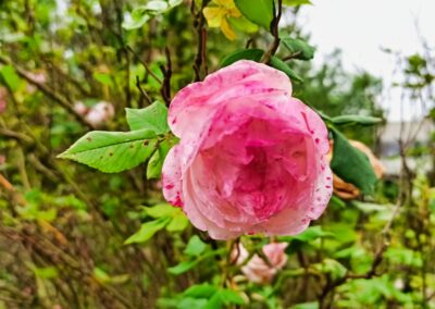 Zu Besuch im museumsGARTEN