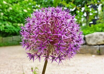 Zu Besuch im museumsGARTEN
