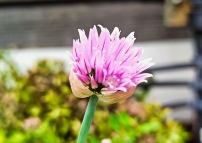 Zu Besuch im museumsGARTEN