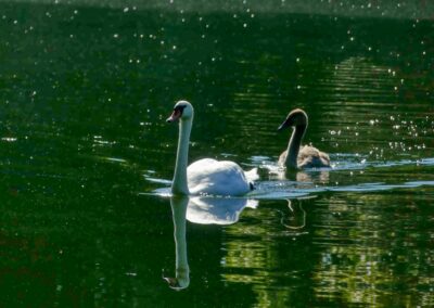 grevesmuehlen ploggensee 018