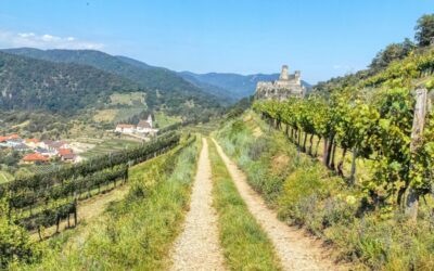 Senftenberger Wanderweg Nr. 13: Ruinenweg