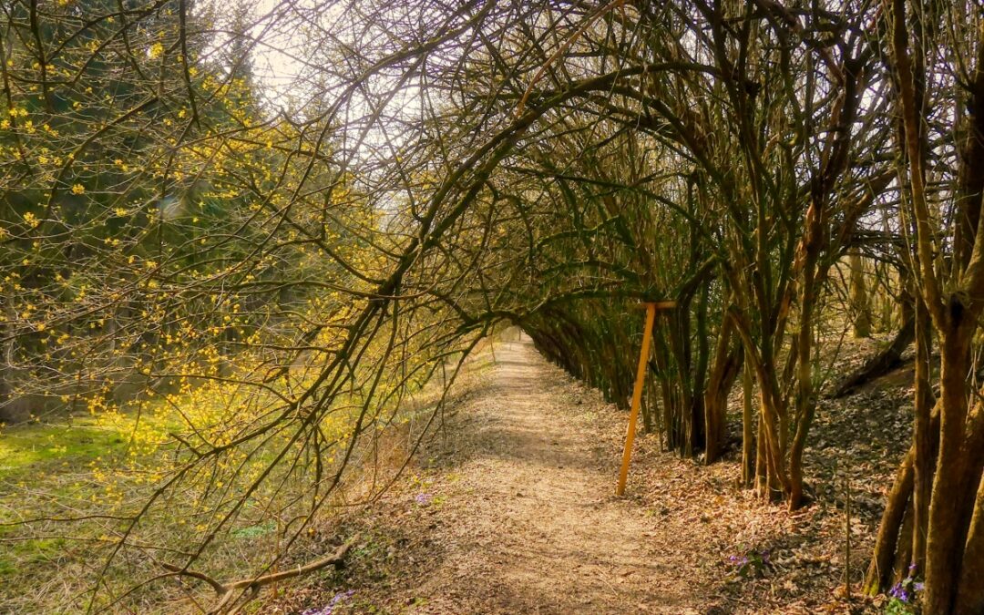 Der “Tut gut!”-Schritteweg “Gesundes Hohenwarth – Mühlbach am Manhartsberg” – Route 3