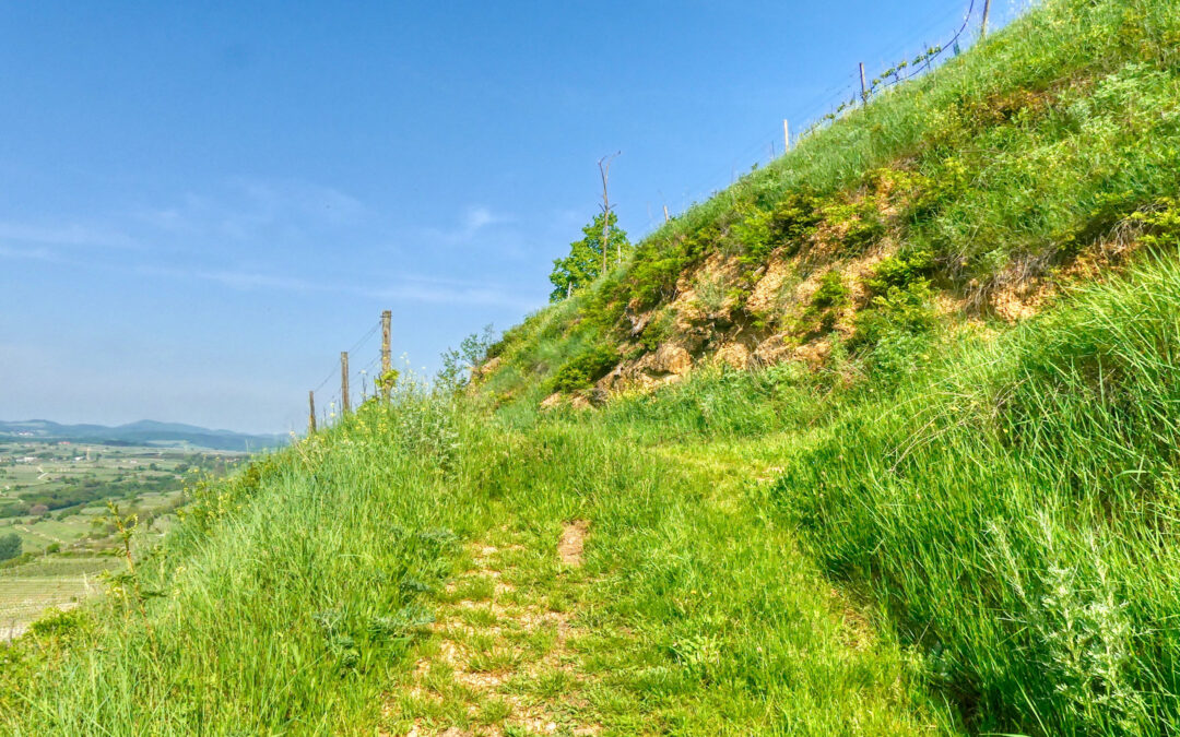 Über den Dr.-Lenz-Moser-Weg zum Heinz-Conrads-Tor und über den Hauersteig zurück