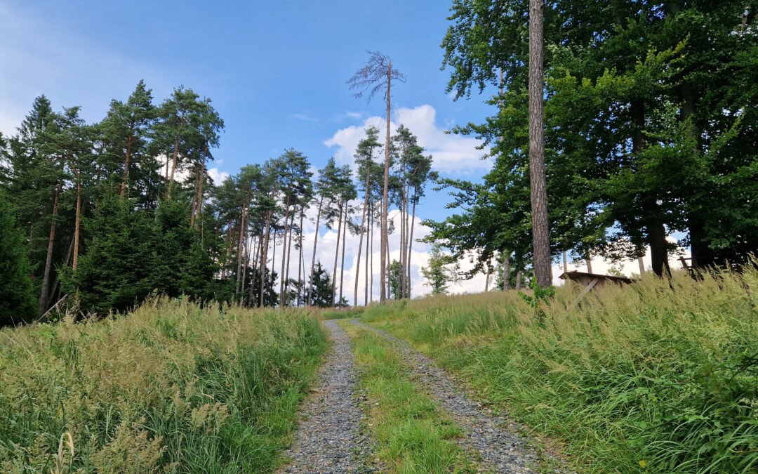 Von Oberbergern auf den Bolzenberg